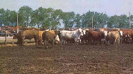 Aç?k besi yap?lan bir i?letme